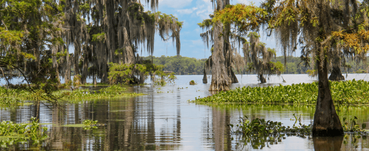 the swamps of new orleans